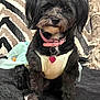 dog, black_dog, pet, collar, heart_tag, dress, sitting, cute, furry, indoor, cushion, patterned_background, fur, animal, small_dog, portrait, domestic_animal, adorable, pink_collar, textile