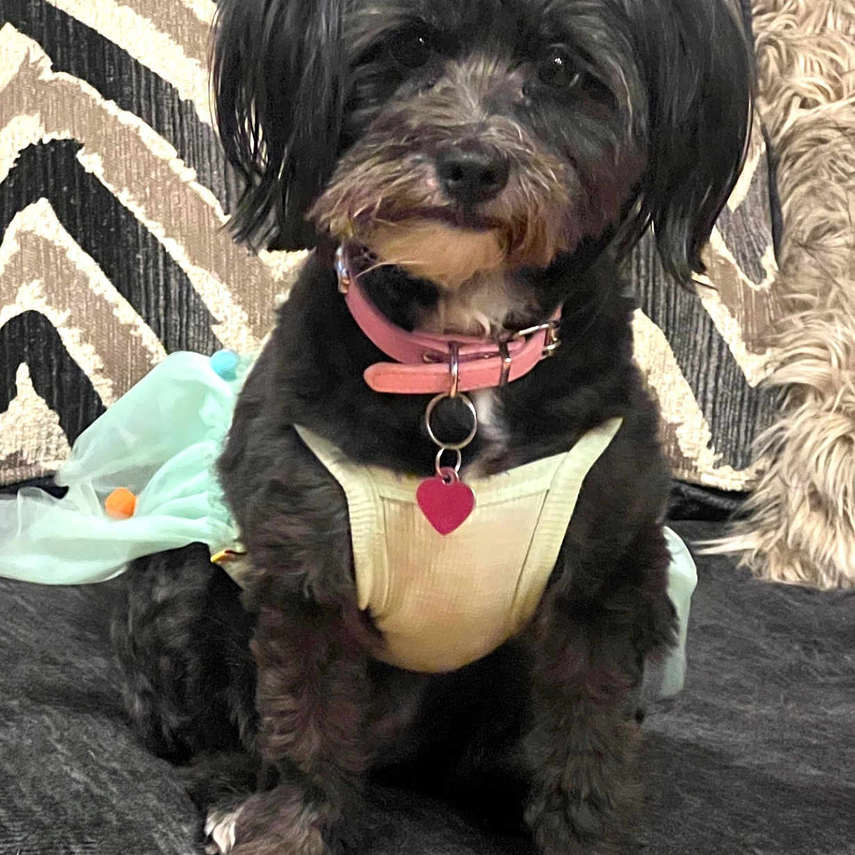 Penny is registered to the contest to win money with this photo: adorable, animal, black_dog, collar, cushion, cute, dog, domestic_animal, dress, fur, furry, heart_tag, indoor, patterned_background, pet, pink_collar, portrait, sitting, small_dog, textile