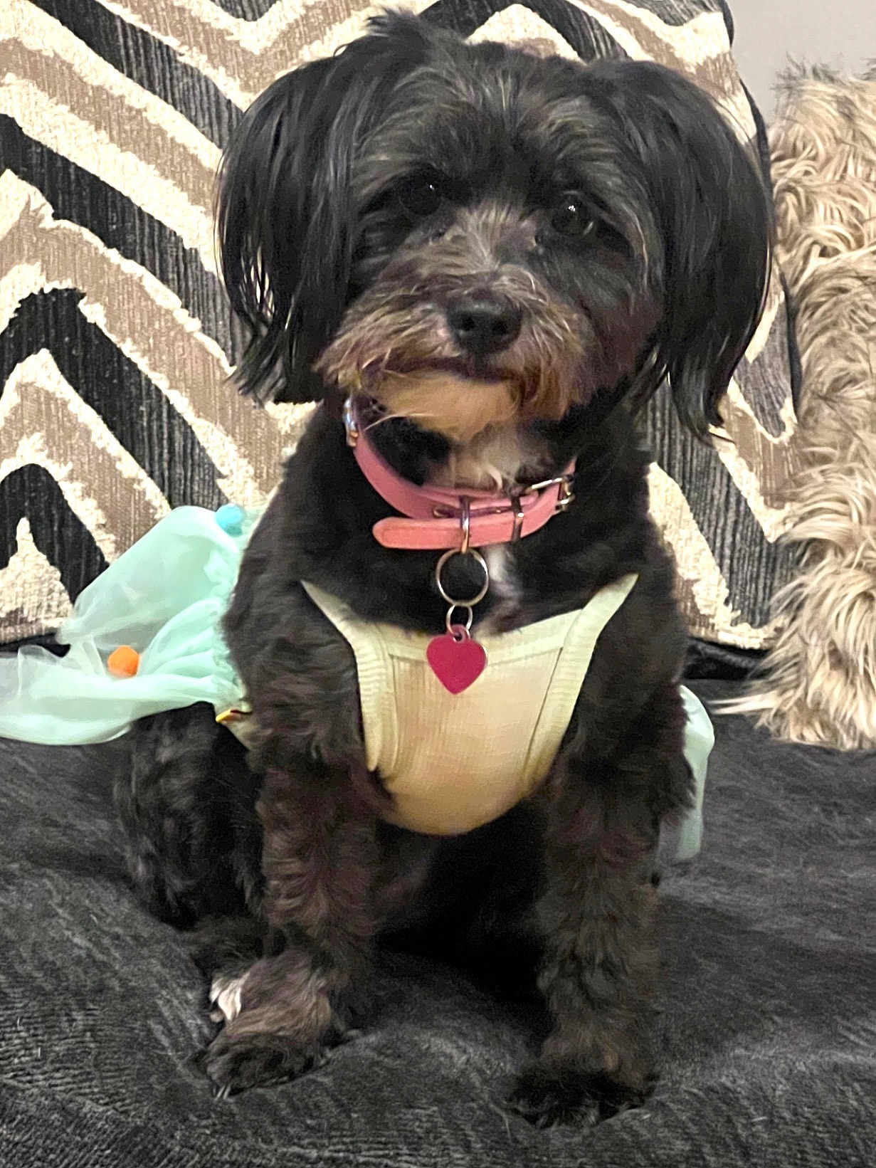 Penny is registered to the contest to win money with this photo: dog, black_dog, pet, collar, heart_tag, dress, sitting, cute, furry, indoor, cushion, patterned_background, fur, animal, small_dog, portrait, domestic_animal, adorable, pink_collar, textile