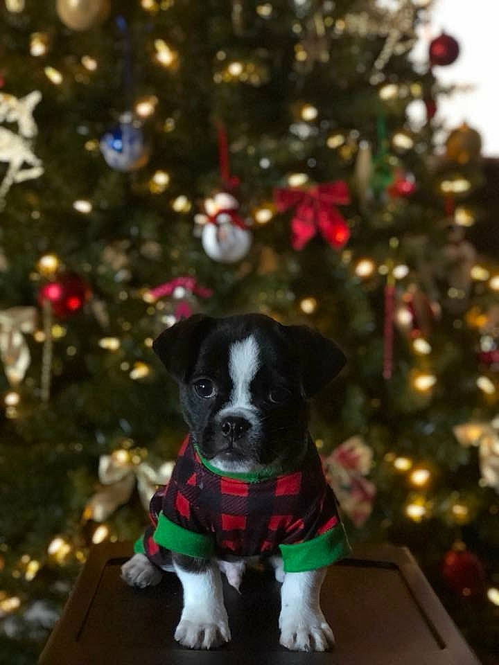 Jax is registered to the contest to win money with this photo: canidae, carnivore, christmas_decoration, christmas_ornament, christmas_tree, companion_dog, dog, dog_breed, event, evergreen, fawn, holiday, holiday_ornament, light, ornament, plant, snout, sporting_group, tree, woody_plant