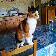 Youki a rejoint le concours — aidez-le/la à gagner de superbes lots ! cat, calico_cat, chair, table, water_bottle, kitchen, wooden_cabinet, stone_wall, domestic_animal, feline, pet, curious, indoor, tablecloth, orange, black, white, fur, whiskers, ears