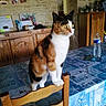 cat, calico_cat, chair, table, water_bottle, kitchen, wooden_cabinet, stone_wall, domestic_animal, feline, pet, curious, indoor, tablecloth, orange, black, white, fur, whiskers, ears