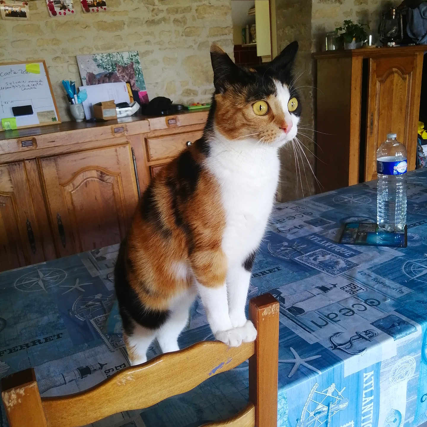 Youki a rejoint le concours — aidez-le/la à gagner de superbes lots ! cat, calico_cat, chair, table, water_bottle, kitchen, wooden_cabinet, stone_wall, domestic_animal, feline, pet, curious, indoor, tablecloth, orange, black, white, fur, whiskers, ears