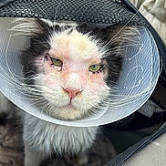 Jedi a rejoint le concours — aidez-le/la à gagner de superbes lots ! cat, cone, protective_collar, pet_carrier, black_and_white, close_up, stitches, injury, animal, feline, whiskers, fur, ears, face, pet, veterinary, healing, cage, zipper, indoor