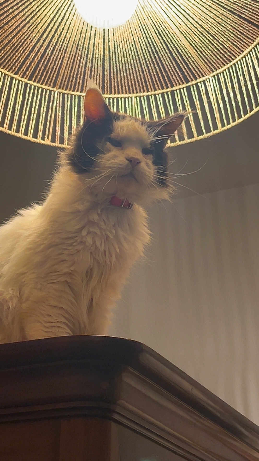 Jedi participe au concours pour gagner de l'argent avec cette photo : cat, fluffy, indoor, lamp, wooden_surface, pet, feline, light, decor, collar, whiskers, ears, portrait, animal, household, fur, looking_down, domestic, warm_light, calm