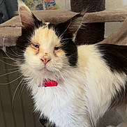 Jedi participe au concours pour gagner de l'argent avec cette photo : animal, background_poster, black_and_white, cat, cat_tree, close_up, cute, domestic, ears, face, feline, floor, fur, indoor, pet, red_collar, sitting, two_cats, wall, whiskers