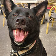 Teddy participe au concours pour gagner de l'argent avec cette photo : dog, black_dog, pet, canine, happy, smiling, outdoor, cafe, table, chair, leash, collar, close_up, animal, tongue_out, ears_up, friendly, domestic_animal, sitting, daylight