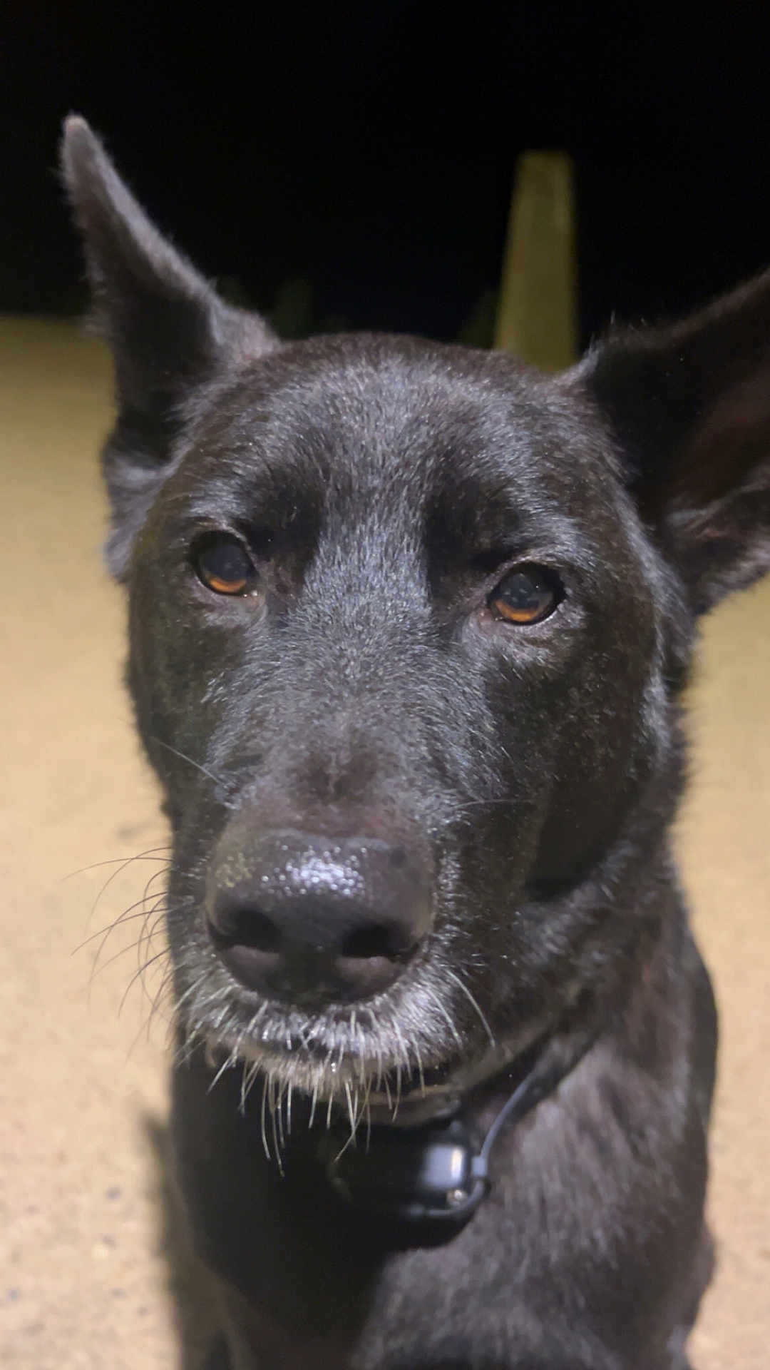 Teddy participe au concours pour gagner de l'argent avec cette photo : dog, black_dog, close_up, pet, animal, ears, whiskers, nose, brown_eyes, collar, night, outdoor, portrait, canine, fur, looking_at_camera, muzzle, head, domestic_animal, alert