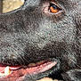 animal, black_dog, canine, close_up, daylight, detail, dog, expression, eye, fur, mouth, nose, outdoor, pet, portrait, snout, sunlight, teeth, texture, whiskers