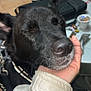 Teddy a rejoint le concours — aidez-le/la à gagner de superbes lots ! dog, black_dog, pet, close_up, face, hand, indoor, person, white_jacket, chin_scratch, happy, relaxed, fur, whiskers, collar, table, container, floor, background, comfort