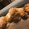 dog, curly_fur, brown_dog, pet, couch, blanket, indoor, relaxed, lying_down, cozy, fur, animal, companion, home, furniture, cute, resting, domestic_animal, soft_texture, canine