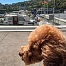 dog, brown_dog, curly_fur, marina, boat, dock, water, outdoor, sunny, pavement, side_view, pet, animal, nature, daytime, recreation, travel, leisure, canine, park