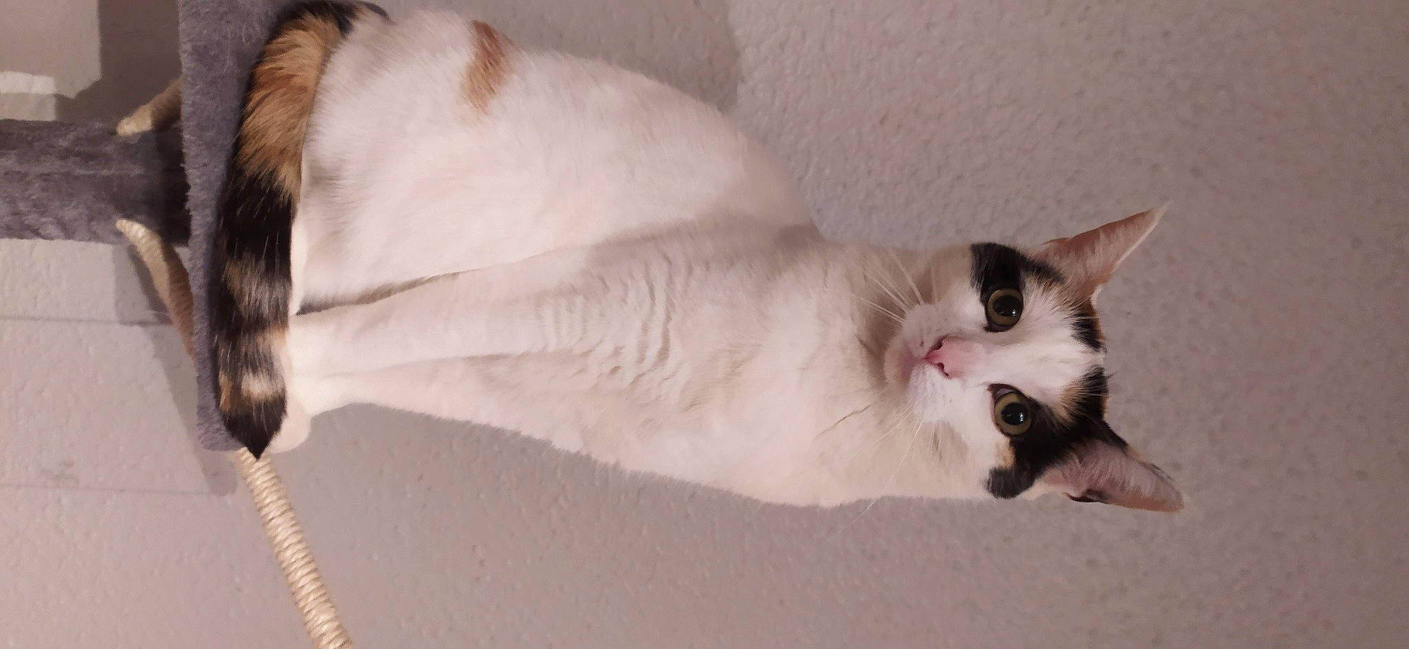 Ciboulette participe au concours pour gagner de l'argent avec cette photo : aegean_cat, balinese, carnivore, cat, ear, felidae, javanese, kitten, mammal, nap, oriental_longhair, ragdoll, small_to_medium_sized_cats, snowshoe, tail, whiskers