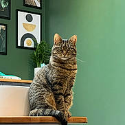 Shanel participe au concours pour gagner de l'argent avec cette photo : animal, cat, decor, ears, framed_art, fur, furniture, green_wall, home, indoors, pet, plant, portrait, sharp_focus, shelf, sitting, striped, tabby, tail, whiskers