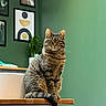 animal, cat, decor, ears, framed_art, fur, furniture, green_wall, home, indoors, pet, plant, portrait, sharp_focus, shelf, sitting, striped, tabby, tail, whiskers