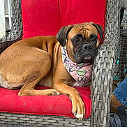Shelby Gt joined the competition — help win amazing prizes! dog, boxer, bandana, red_cushion, wicker_chair, pet, animal, outdoor, relaxed, seated, brown_fur, paw, person, blue_jeans, shoe, footwear, furniture, backyard, resting, companion