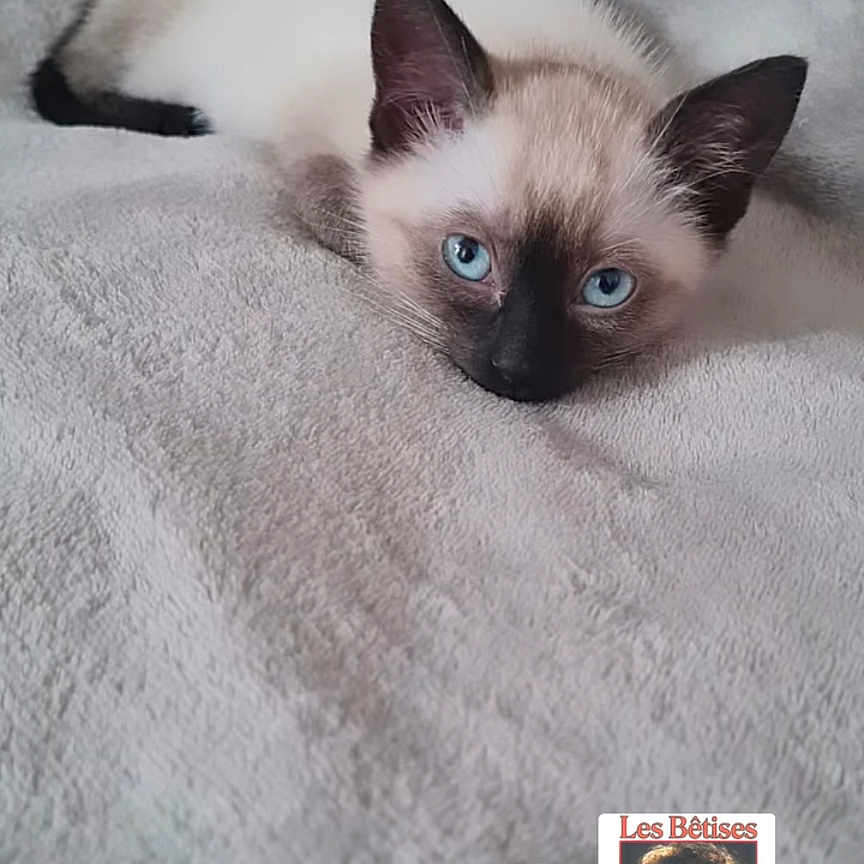 Xena