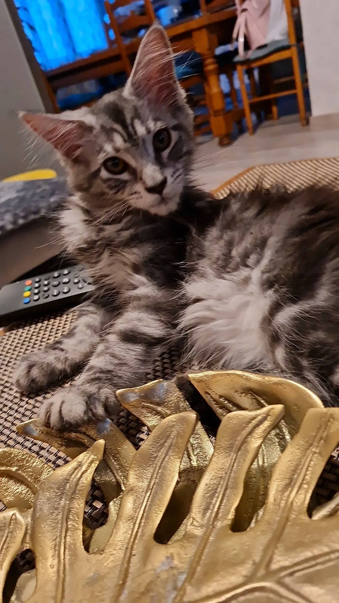 Tara a rejoint le concours — aidez-le/la à gagner de superbes lots ! box, carnivore, cat, claw, domestic_short_haired_cat, felidae, fur, paw, small_to_medium_sized_cats, tail, terrestrial_animal, whiskers, wood