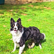 Timon participe au concours pour gagner de l'argent avec cette photo : alert, animal, black_and_white, border_collie, canine, daylight, dog, ears_up, fur, grass, greenery, happy, mammal, nature, outdoor, pet, playful, standing, sunny, tongue_out