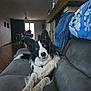 Timon a rejoint le concours — aidez-le/la à gagner de superbes lots ! animal, black_and_white, blanket, border_collie, canine, collar, couch, curtains, dog, ears, fur, furniture, gray, head_tilt, indoor, living_room, pet, relaxed, tile_floor, window