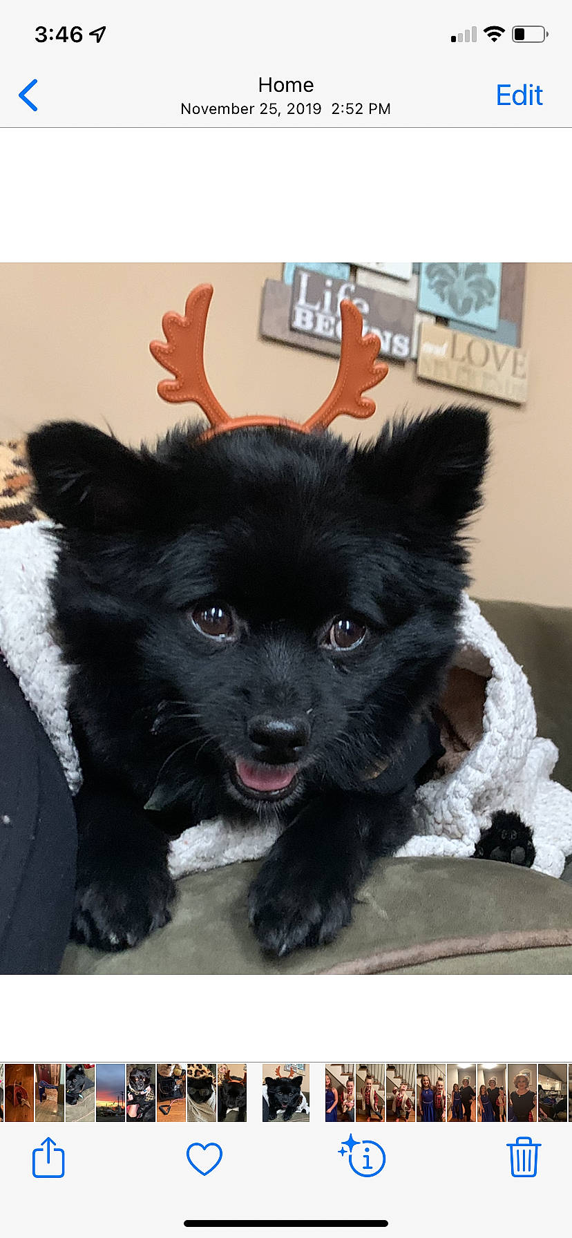 Bradley is registered to the contest to win money with this photo: art, canidae, carnivore, companion_dog, dog, dog_breed, dog_collar, dog_supply, ear, fawn, fur, non_sporting_group, paw, puppy, snout, sporting_group, toy_dog, whiskers, working_animal, working_dog