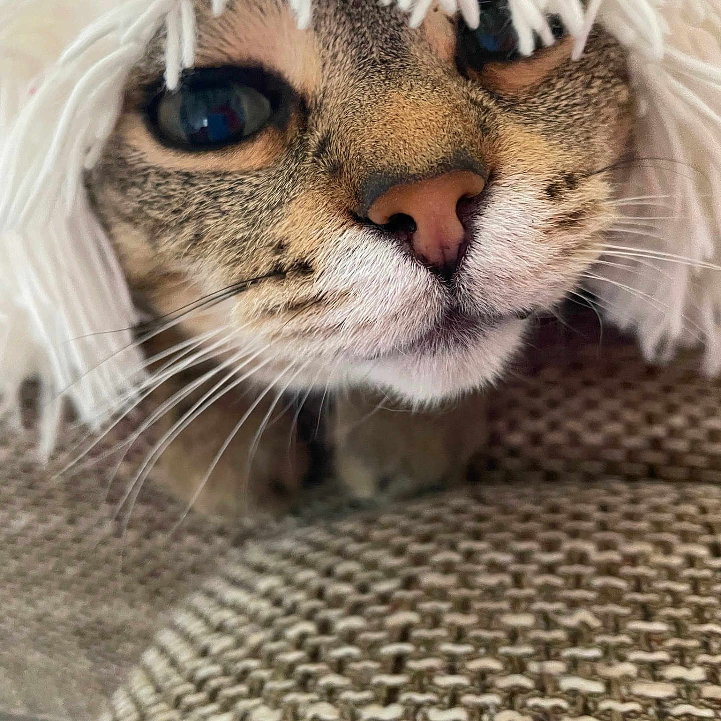 Tennesse a rejoint le concours — aidez-le/la à gagner de superbes lots ! animal, blanket, brown, cat, close_up, cozy, curious, face, feline, fringe, fur, indoor, nose, pet, resting, soft, tabby, texture, whiskers, white