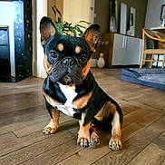 Peacock a rejoint le concours — aidez-le/la à gagner de superbes lots ! french_bulldog, dog, puppy, indoor, wooden_floor, pet, houseplant, furniture, flooring, canine, animal, cute, small_dog, ears, portrait, domestic, brown, black, white, companion