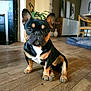 french_bulldog, dog, puppy, indoor, wooden_floor, pet, houseplant, furniture, flooring, canine, animal, cute, small_dog, ears, portrait, domestic, brown, black, white, companion