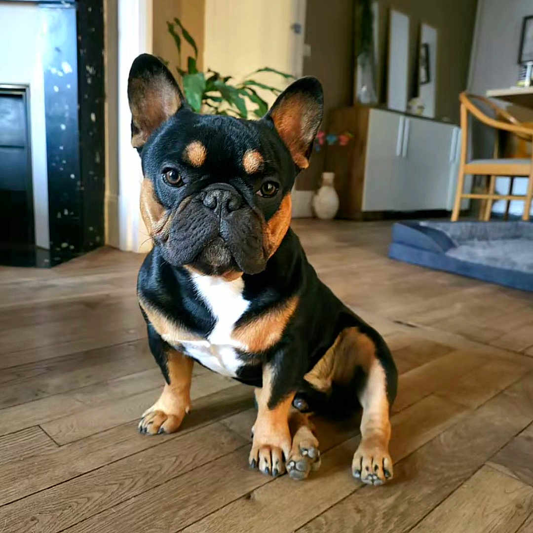 Peacock a rejoint le concours — aidez-le/la à gagner de superbes lots ! animal, black, brown, canine, companion, cute, dog, domestic, ears, flooring, french_bulldog, furniture, houseplant, indoor, pet, portrait, puppy, small_dog, white, wooden_floor