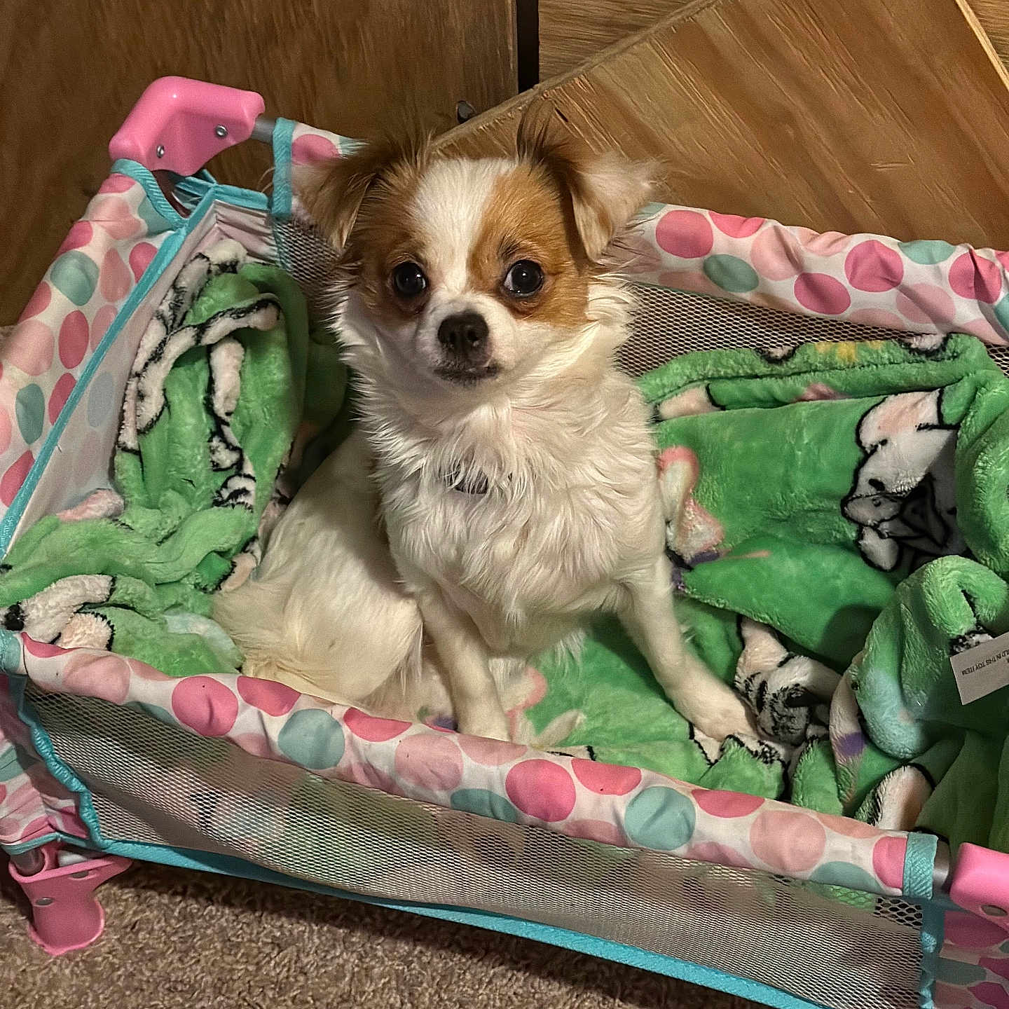 Baby Girl is registered to the contest to win money with this photo: animal, blanket, brown_spots, carpet, cozy, cute, dog, ears, eyes, fur, home, indoor, looking, pet, pet_bed, playpen, puppy, resting, small_dog, white_dog