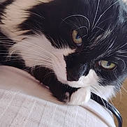 Stella is registered to the contest to win money with this photo: cat, black_and_white, close_up, whiskers, green_eyes, resting, fur, pet, animal, indoor, cute, portrait, feline, domestic_cat, relaxed, soft_texture, close_range, face, paw, curious