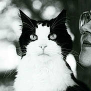 Avo joined the competition — help win amazing prizes! cat, black_and_white, close_up, portrait, animal, pet, feline, whiskers, eyes, face, person, glasses, profile, blurred_background, nature, outdoor, fur, soft_light, monochrome, intimate