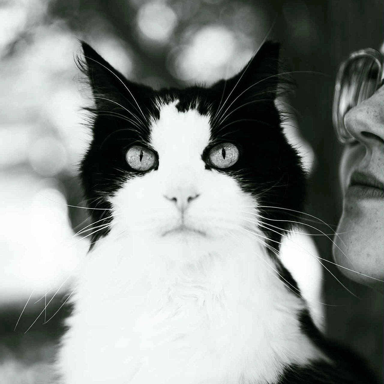 Avo joined the competition — help win amazing prizes! cat, black_and_white, close_up, portrait, animal, pet, feline, whiskers, eyes, face, person, glasses, profile, blurred_background, nature, outdoor, fur, soft_light, monochrome, intimate