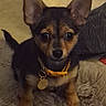 dog, puppy, canine, pet, black_and_brown, sitting, collar, dog_tag, wide_eyes, pointed_ears, short_fur, indoor, blanket, couch, home, portrait, front_facing, looking_at_camera, cute, companion_animal