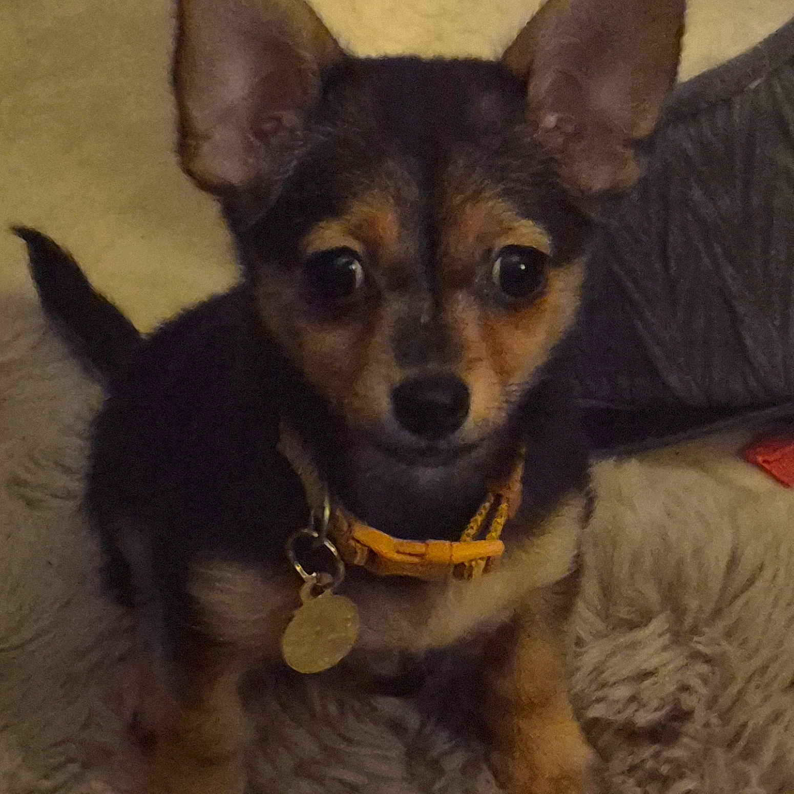 Nala a rejoint le concours — aidez-le/la à gagner de superbes lots ! dog, puppy, canine, pet, black_and_brown, sitting, collar, dog_tag, wide_eyes, pointed_ears, short_fur, indoor, blanket, couch, home, portrait, front_facing, looking_at_camera, cute, companion_animal
