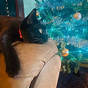 Baby Binx is registered to the contest to win money with this photo: armrest, black_cat, blue_lights, cat, christmas_tree, couch, cozy, decorations, feline, festive, greenery, holiday, holiday_decor, home, indoor, orange_collar, ornaments, pet, relaxed, soft_furniture