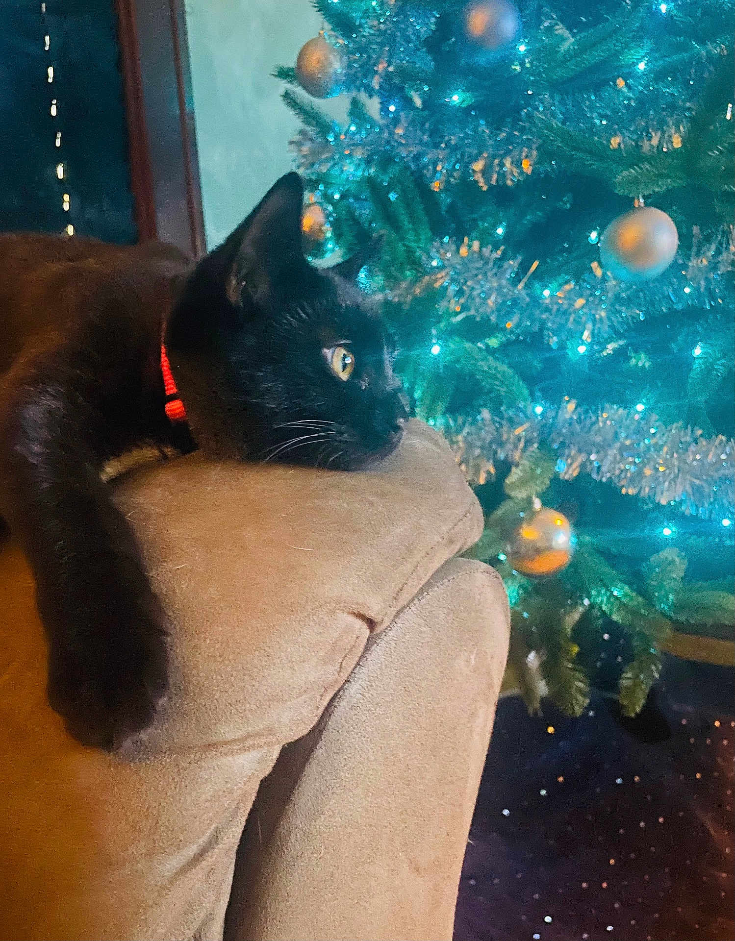 Baby Binx