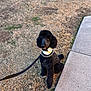 Beauregarde is registered to the contest to win money with this photo: dog, poodle, black_poodle, pet, leash, collar, bandana, grass, sidewalk, outdoor, sitting, portrait, canine, well_groomed, cute, furry, companion, park, paws, look_at_camera