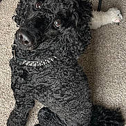 Beauregarde is registered to the contest to win money with this photo: dog, poodle, black_poodle, curly_fur, pet, collar, studded_collar, stuffed_toy, carpet, indoor, looking_up, brown_eyes, nose, paw, tail, closeup, portrait, playful, companion, fluffy