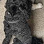 dog, poodle, black_poodle, curly_fur, pet, collar, studded_collar, stuffed_toy, carpet, indoor, looking_up, brown_eyes, nose, paw, tail, closeup, portrait, playful, companion, fluffy