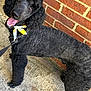 Beauregarde is registered to the contest to win money with this photo: dog, poodle, black_poodle, pet, bandana, collar, leash, brick_wall, sidewalk, pavement, fur, portrait, close_up, happy, tongue_out, looking_up, groomed, paw, outdoor, cute