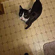 Sylvester joined the competition — help win amazing prizes! cat, tuxedo_cat, animal, pet, kitten, black_and_white, feline, whiskers, eyes, pink_nose, collar, standing, tail, indoor, kitchen, floor, tile, bath_mat, human_feet, looking_up