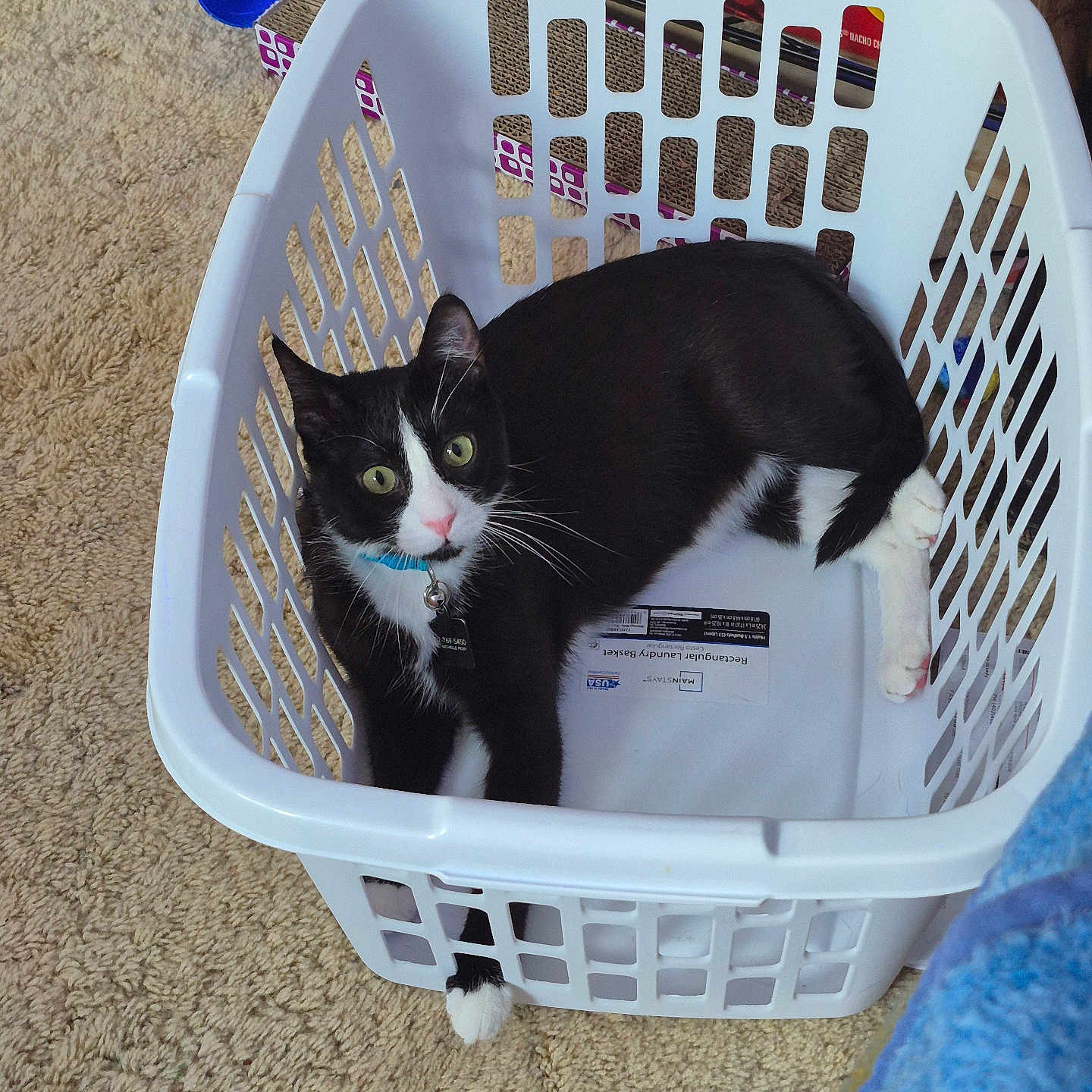 Sylvester