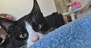 Sylvester joined the competition — help win amazing prizes! cat, black_and_white, pet, animal, face, eyes, green_eyes, pink_nose, whiskers, ears, fur, blanket, blue_blanket, cozy, indoor, home, portrait, peeking, relaxed, cute