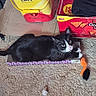 Sylvester is registered to the contest to win money with this photo: cat, tuxedo_cat, black_and_white, pet, animal, lying_down, sitting, green_eyes, whiskers, pink_nose, indoors, carpet, scratching_pad, cardboard, cat_toy, orange_toy, doritos, cat_litter, household_items, playful