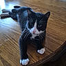 Sylvester joined the competition — help win amazing prizes! cat, tuxedo_cat, black_and_white, pet, animal, whiskers, blue_eyes, white_paws, lying_down, resting, dining_table, wooden_table, dining_room, chair, indoor, home, portrait, collar, tag, carpet