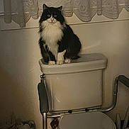 Toby is registered to the contest to win money with this photo: cat, black_and_white, longhaired, sitting, portrait, bathroom, toilet, toilet_tank, indoor, pet, animal, feline, fur, white_chest, black_fur, lace_curtains, plumbing, household, royal_pose, funny_scene