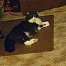 Toby joined the competition — help win amazing prizes! cat, black_and_white, tuxedo_cat, fluffy, longhair, pet, animal, lying_down, sitting, relaxed, indoors, home, cardboard, box, carpet, floor, doorway, furniture, portrait, whiskers