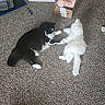 Toby joined the competition — help win amazing prizes! cat, cats, black_and_white_cat, white_cat, fluffy, feline, pet, animal, lying_down, playing, reaching, carpet, indoor, home, cardboard_box, blanket, pink_blanket, household_items, candid_photo, friendly