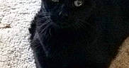 Slipper joined the competition — help win amazing prizes! black_cat, cat, feline, pet, animal, fur, whiskers, ears, eyes, lying_down, relaxed, indoor, carpet, beige_carpet, home, portrait, looking_at_camera, dark_fur, paws, cute
